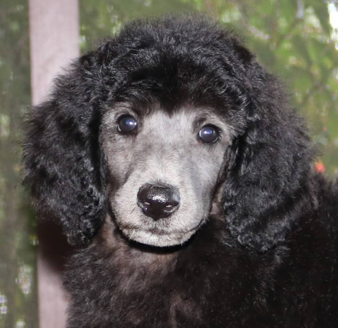 AKC CH TEDDY FAMILY RAISED