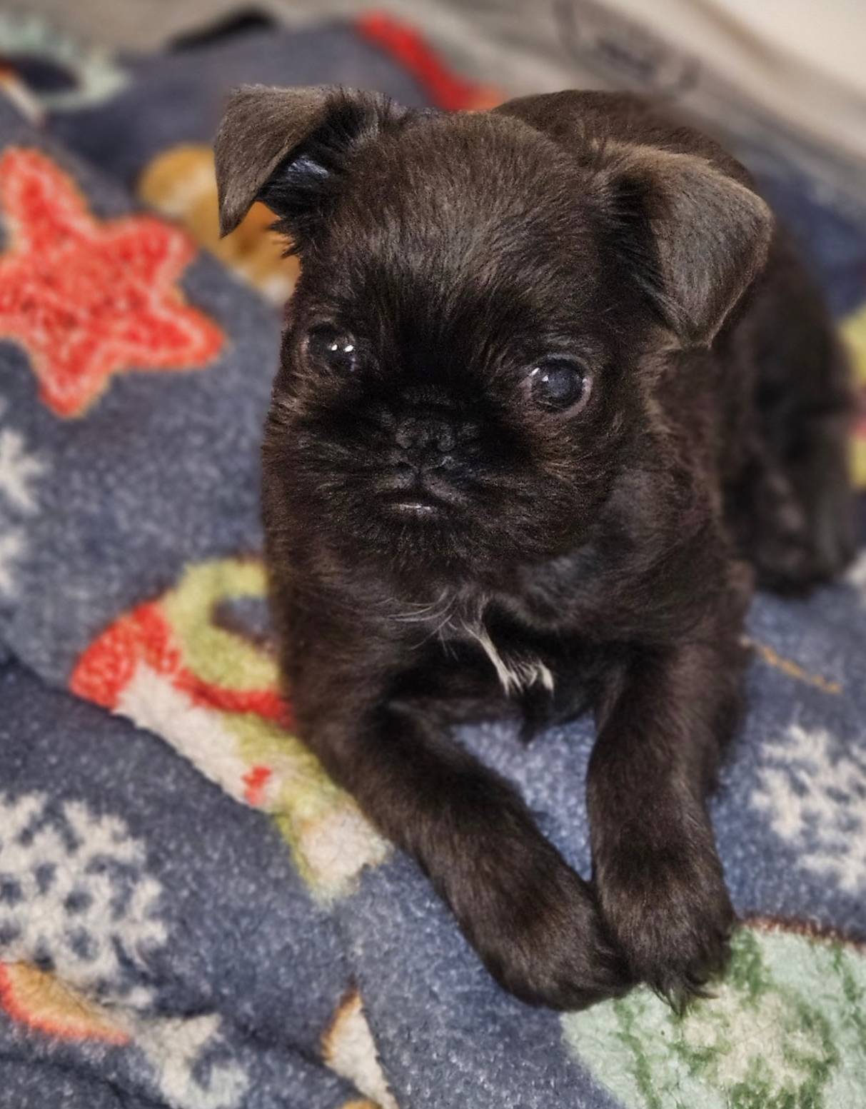 Blue boy, a male Brussels Griffon for sale in Gurley, AL – Photo 4 of 9