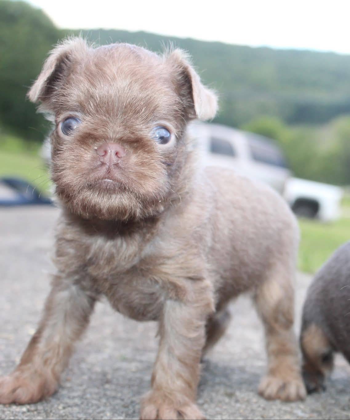 Lilac tan, a male Brussels Griffon for sale in Gurley, AL – Photo 2 of 10