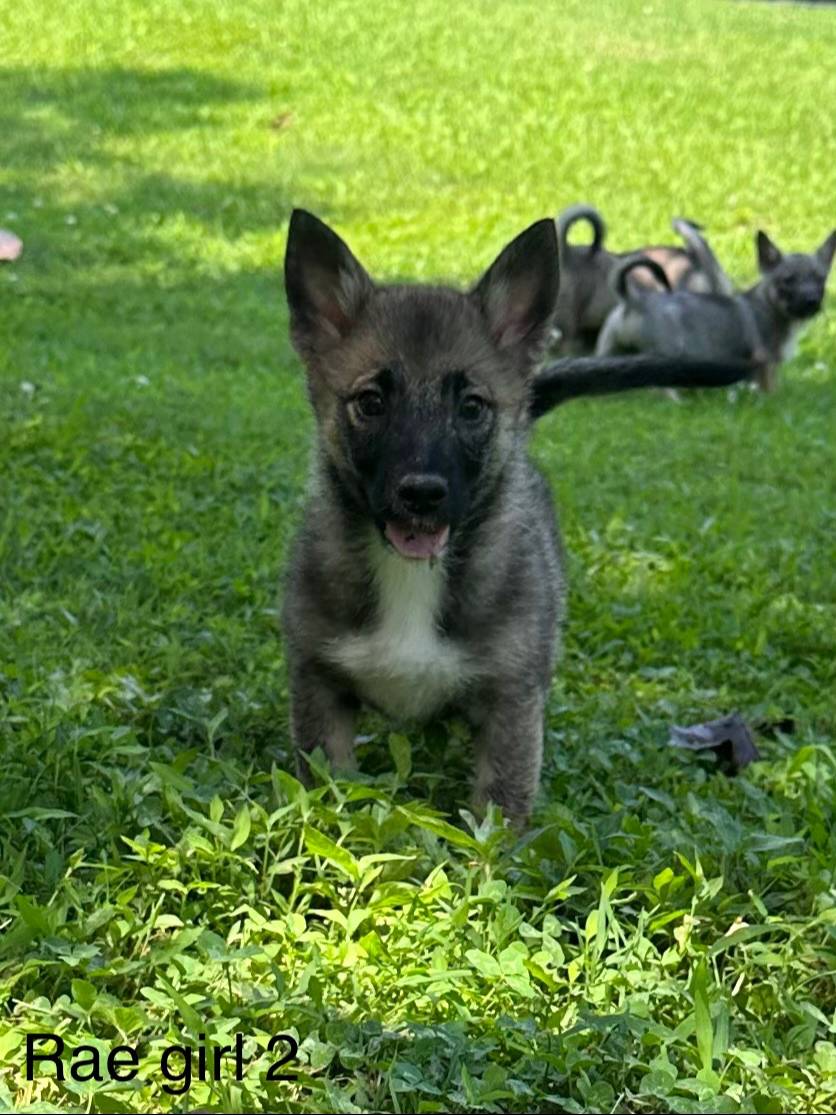 Rae F2, a female Swedish Vallhund for sale in Spring Hope, NC – Photo 4 of 6