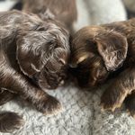 Chocolate sable, a male Cocker Spaniel for sale in Ortonville, MI – Photo 1 of 5