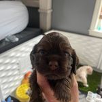 Chocolate sable, a male Cocker Spaniel for sale in Ortonville, MI – Photo 2 of 5