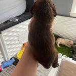 Chocolate sable, a male Cocker Spaniel for sale in Ortonville, MI – Photo 4 of 5