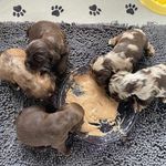 Chocolate sable, a male Cocker Spaniel for sale in Ortonville, MI – Photo 5 of 5