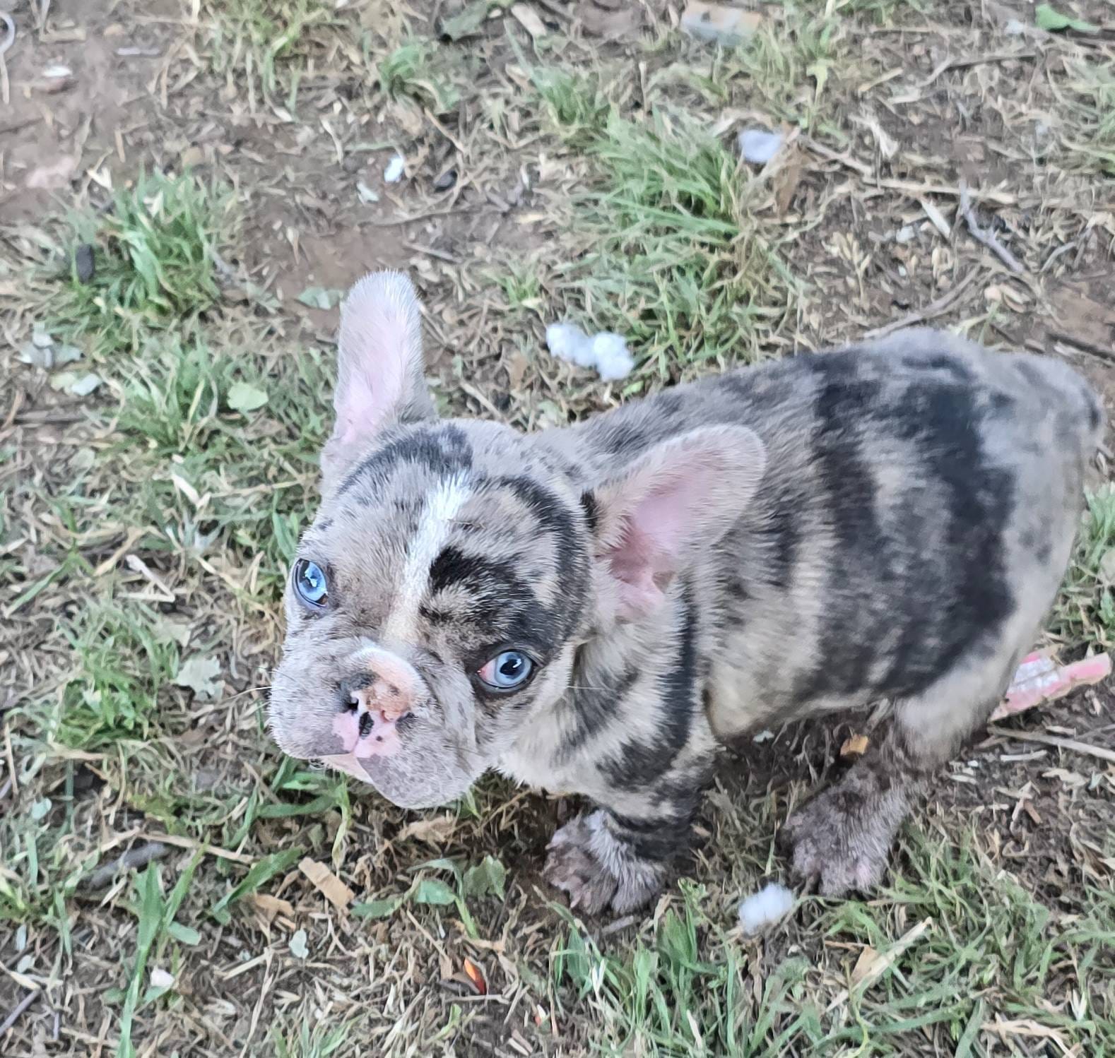 Cash, a male French Bulldog for sale in San Angelo, TX – Photo 3 of 3