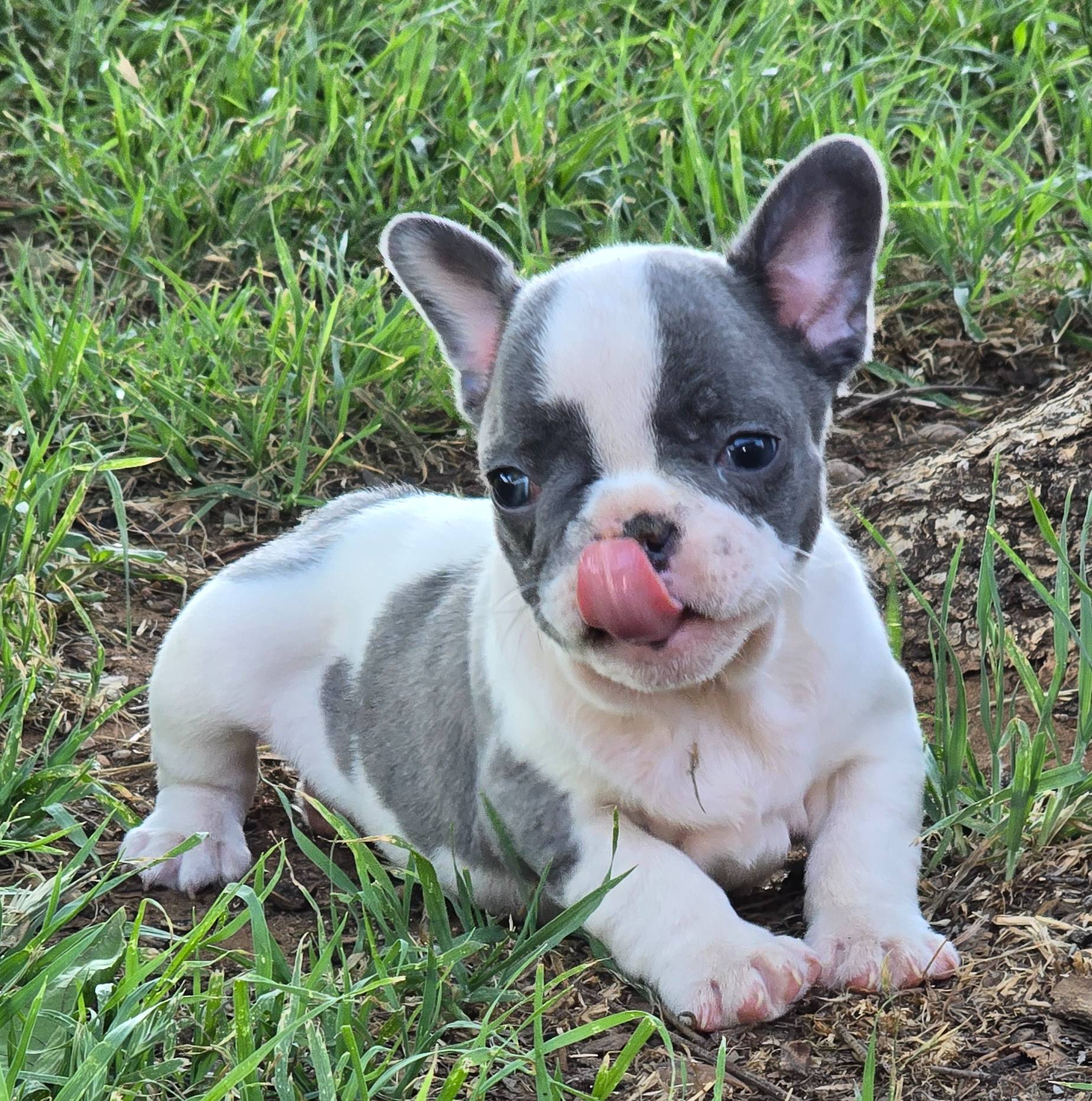 Duke, a male French Bulldog for sale in San Angelo, TX – Photo 2 of 4