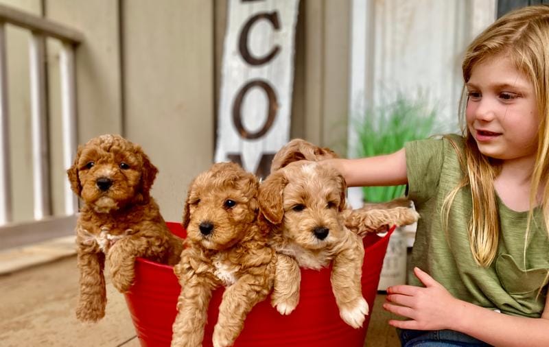 Mini Fall goldendoodle pups