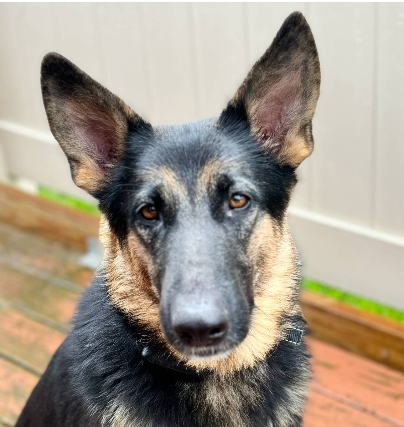 Bagera, a female German Shepherd Dog for sale in Spencerport, NY – Photo 2 of 2