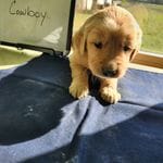 Cowboy, a male Golden Retriever for sale in Sumner, IL – Photo 1 of 4