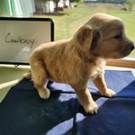 Cowboy, a male Golden Retriever for sale in Sumner, IL – Photo 3 of 4