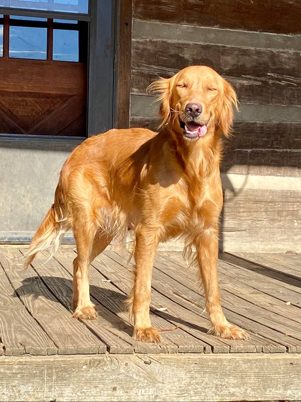 AKC Lydia, a female Golden Retriever for sale in Portland, TN – Photo 8 of 9
