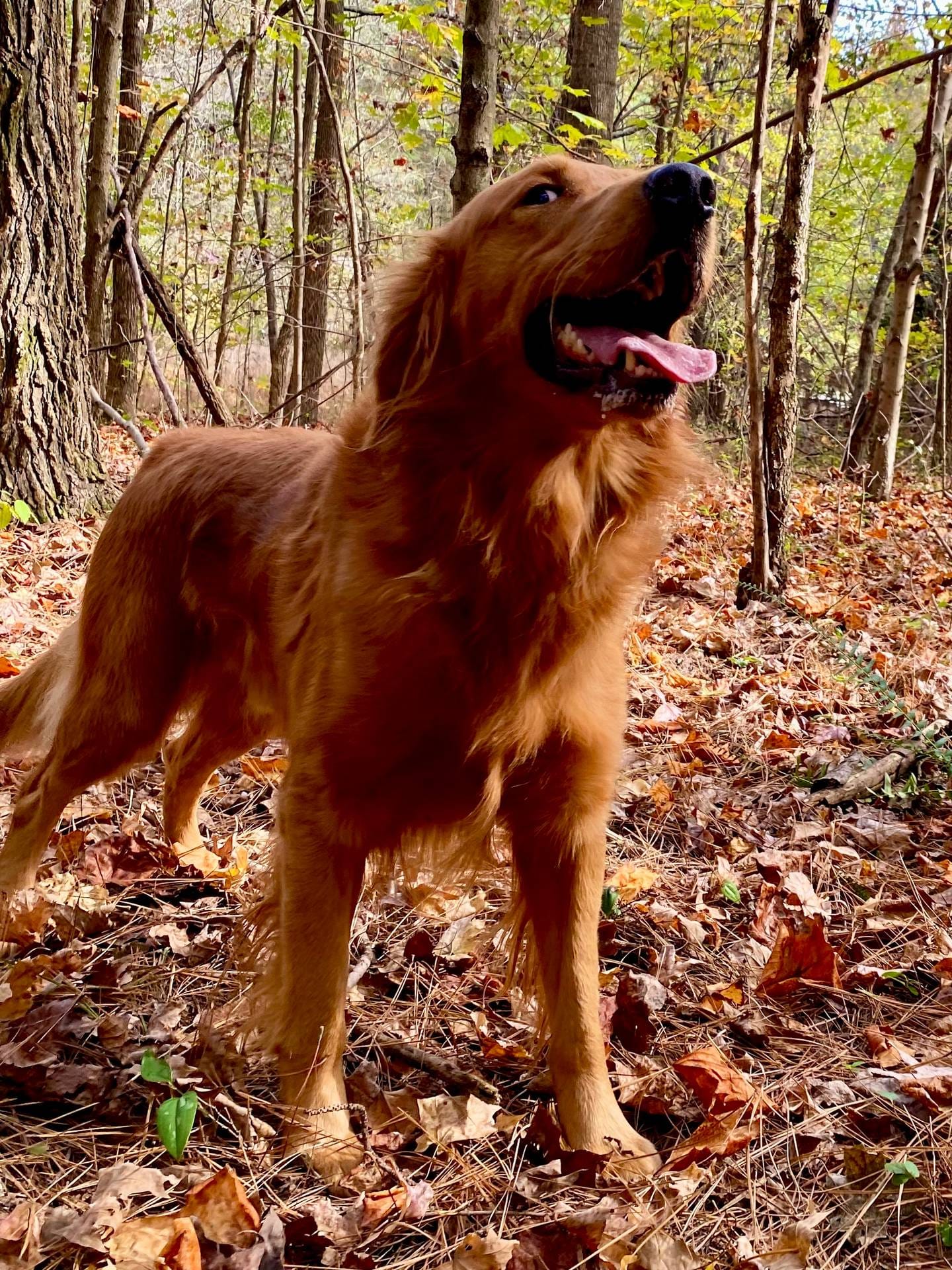 AKC Lydia, a female Golden Retriever for sale in Portland, TN – Photo 6 of 9