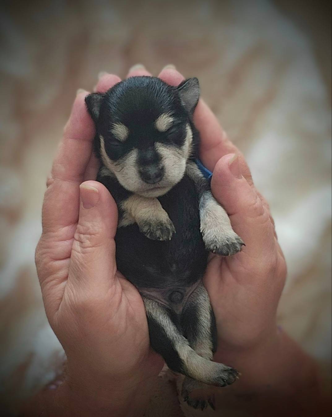 A'Lord, a  Miniature Schnauzer for sale in Athens, AL – Photo 3 of 10