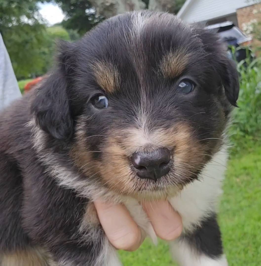 Daphne, a female Australian Shepherd for sale in Russellville, KY – Photo 2 of 3