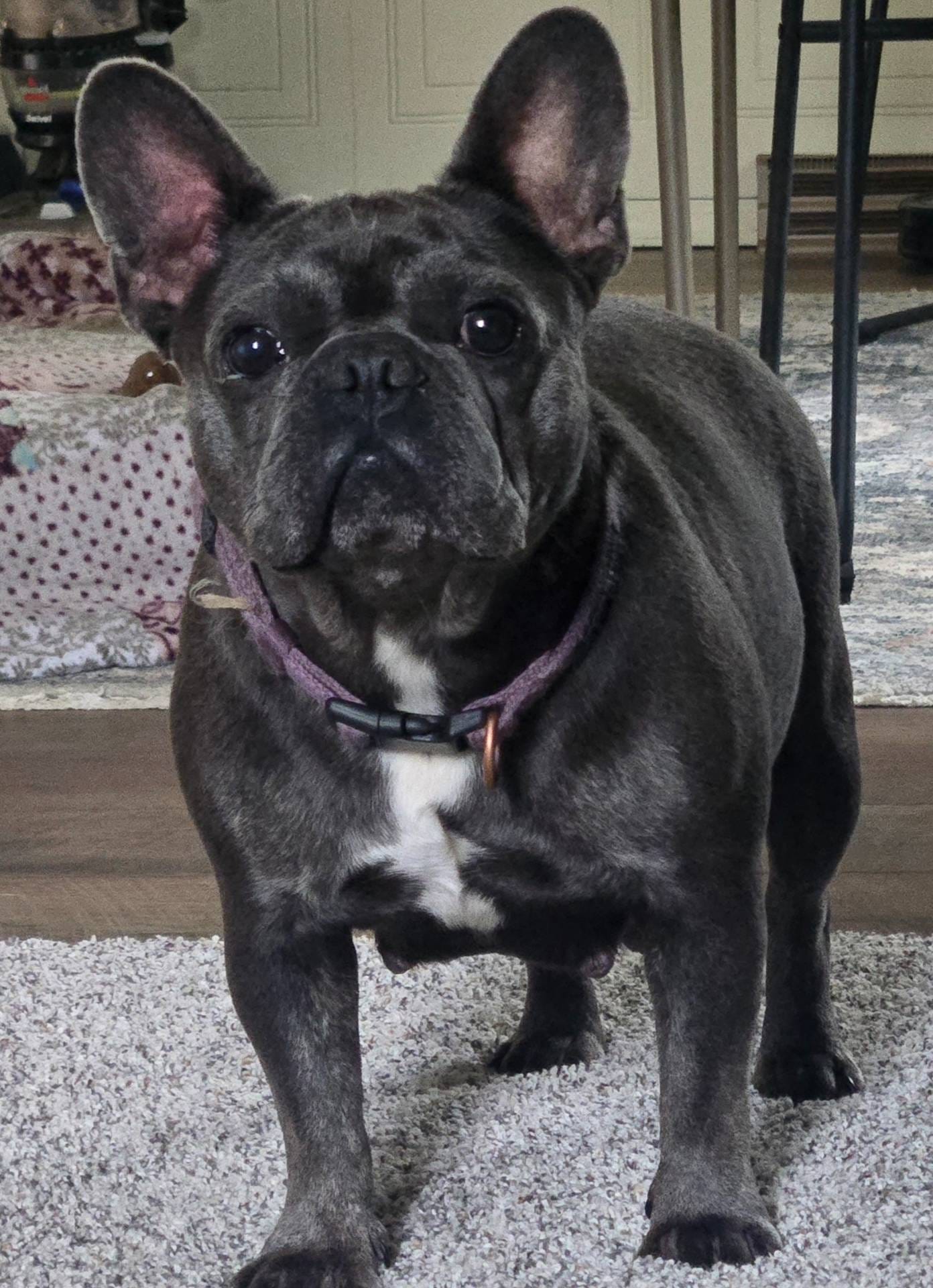 White male, a male French Bulldog for sale in Glenwood, IA – Photo 6 of 6