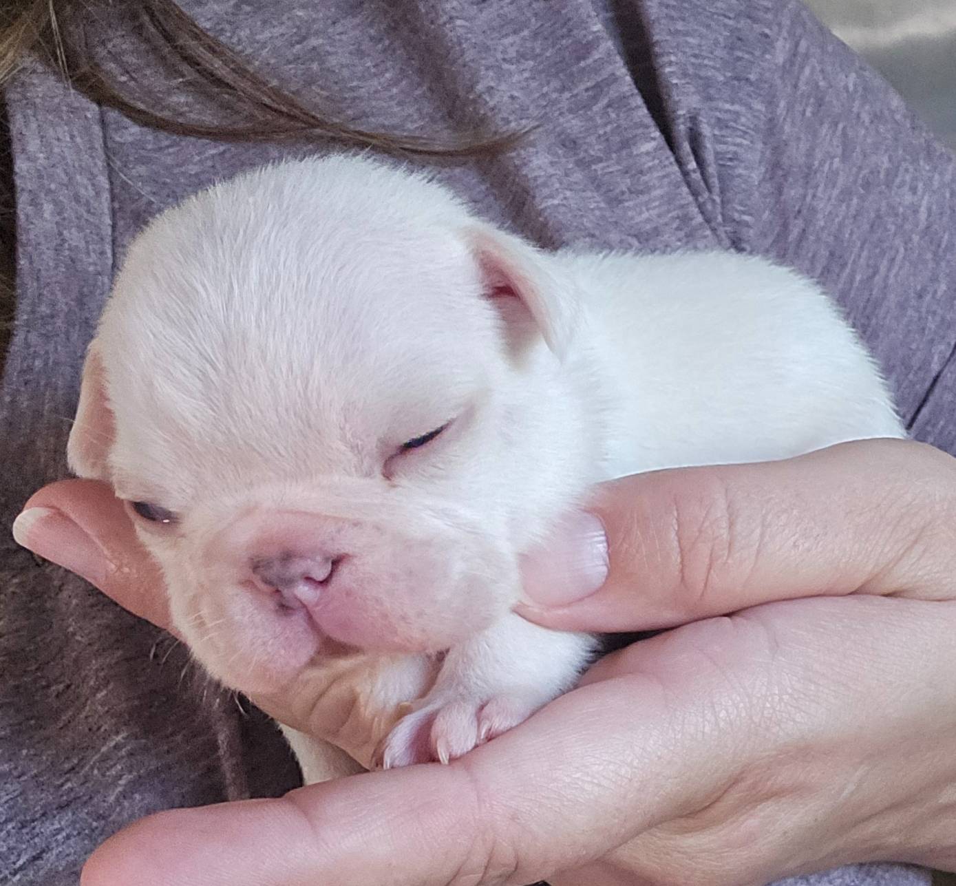 White Male 2, a male French Bulldog for sale in Glenwood, IA – Photo 2 of 5