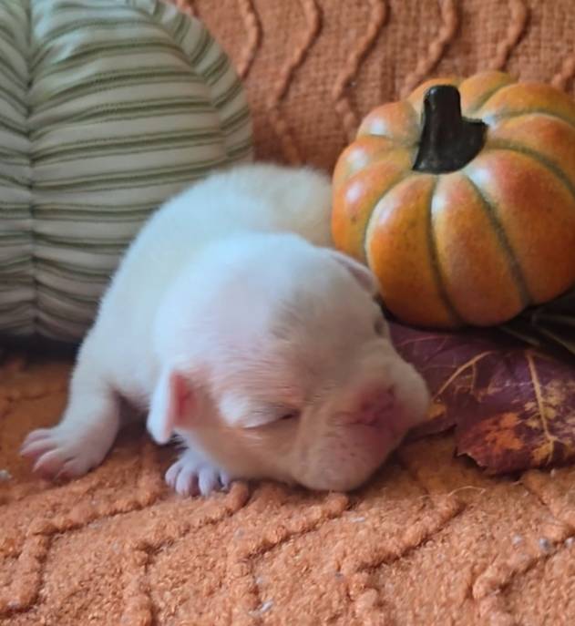 White Male 2, a male French Bulldog for sale in Glenwood, IA – Photo 4 of 5