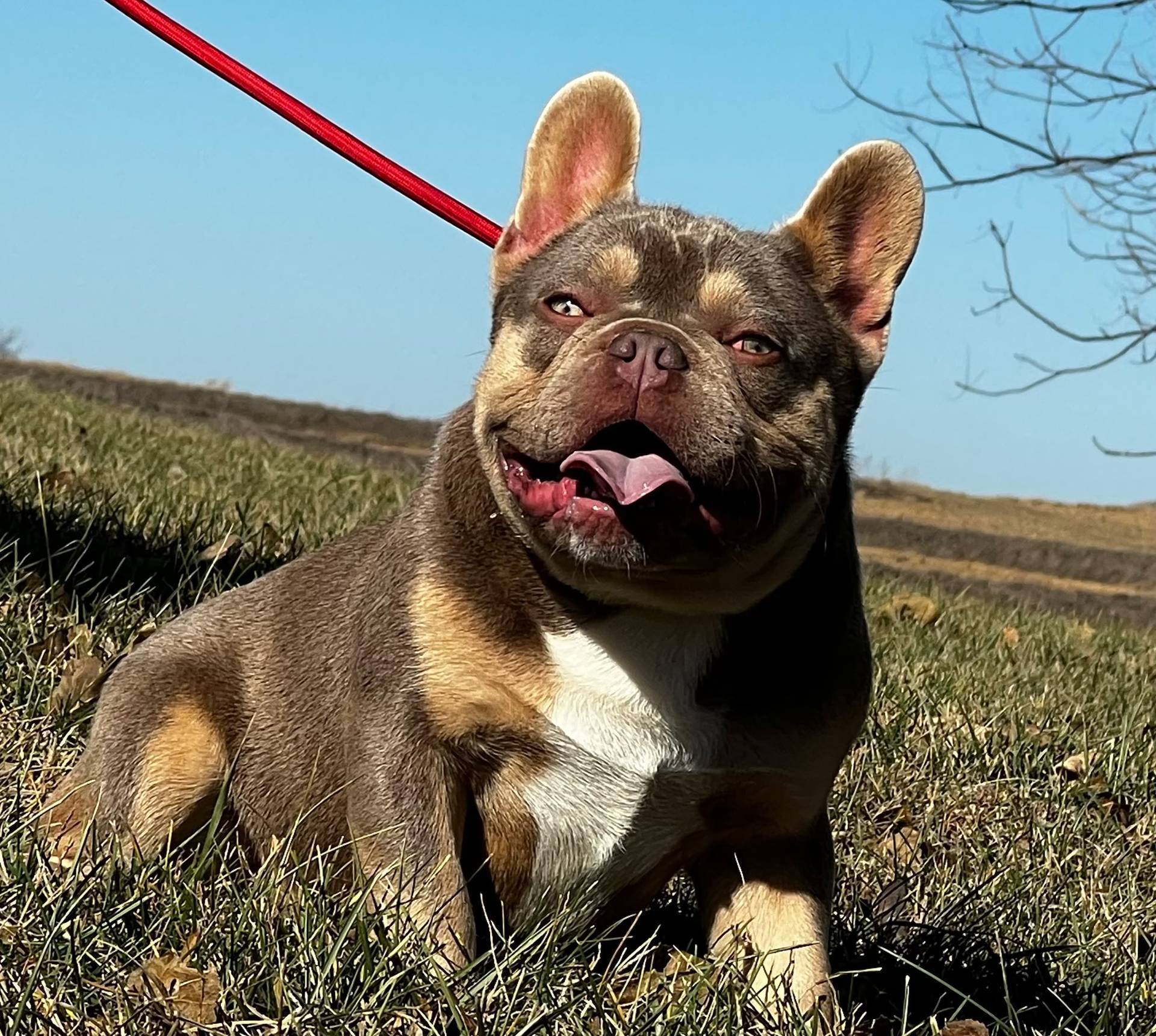 White Male 2, a male French Bulldog for sale in Glenwood, IA – Photo 5 of 5