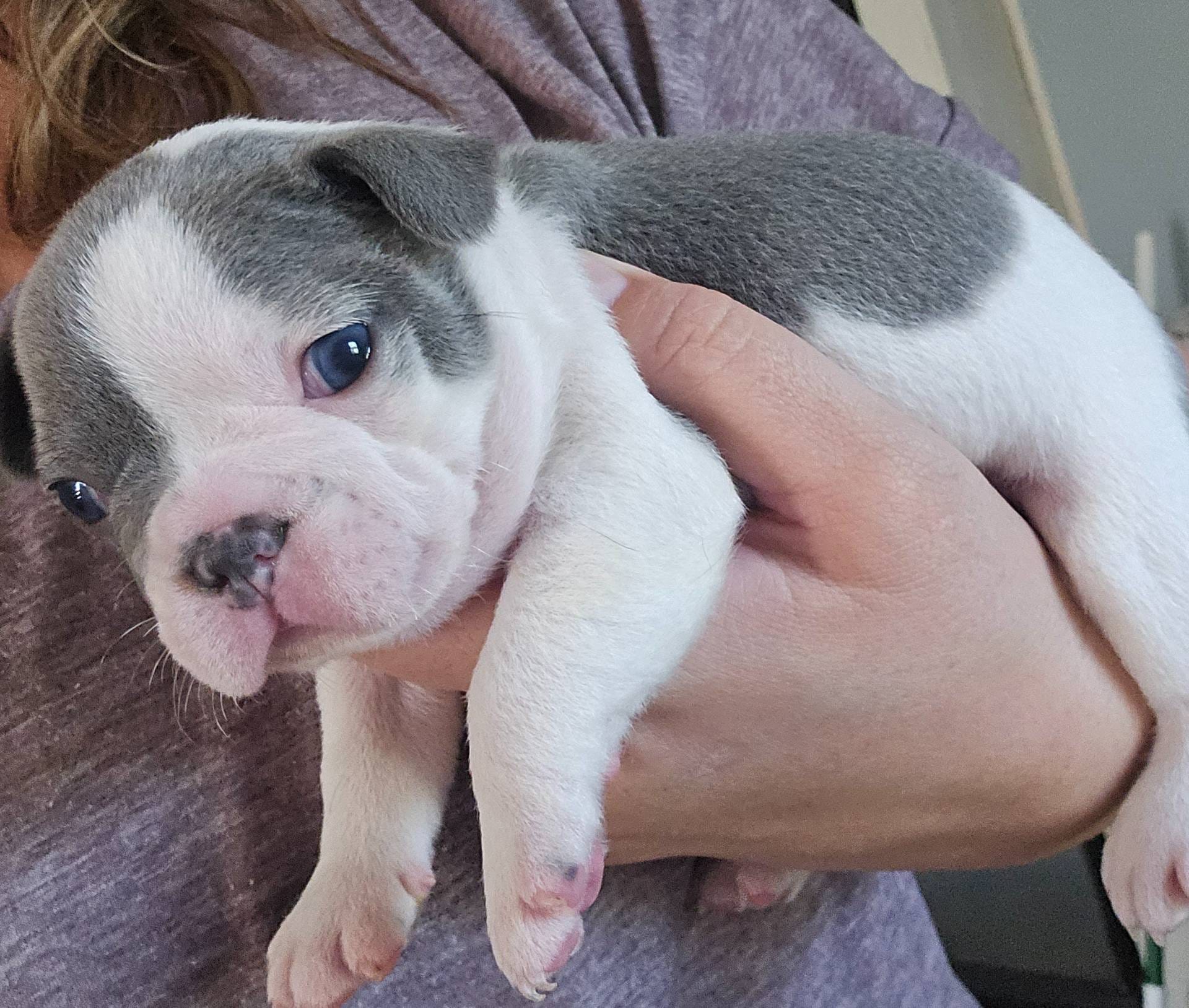 Pied Male, a male French Bulldog for sale in Glenwood, IA – Photo 4 of 6