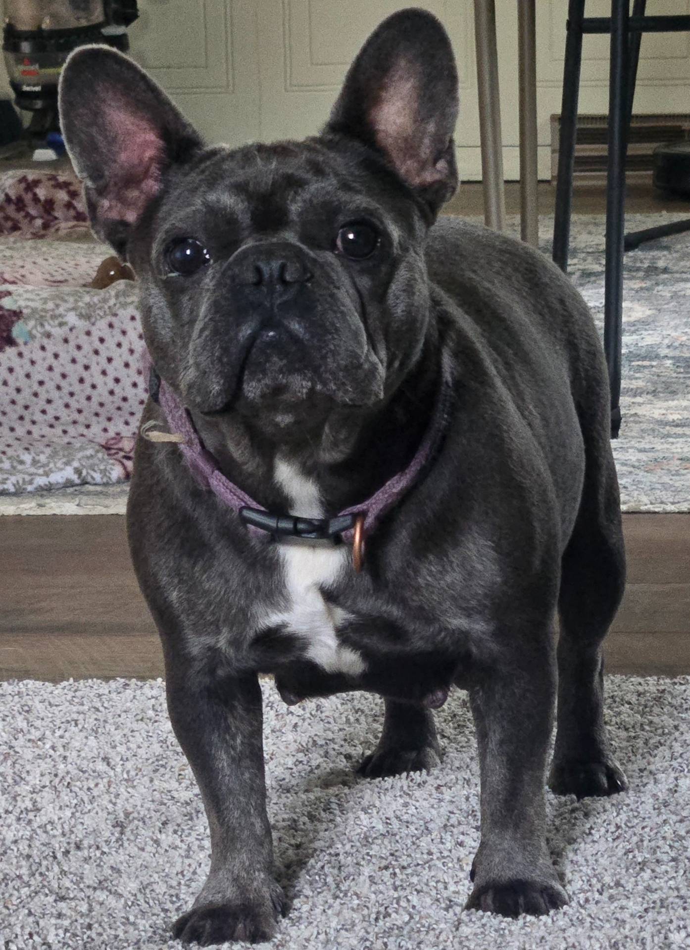 Pied Male, a male French Bulldog for sale in Glenwood, IA – Photo 6 of 6