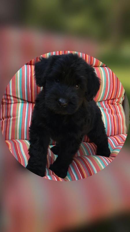 Taking Deposits for future pup