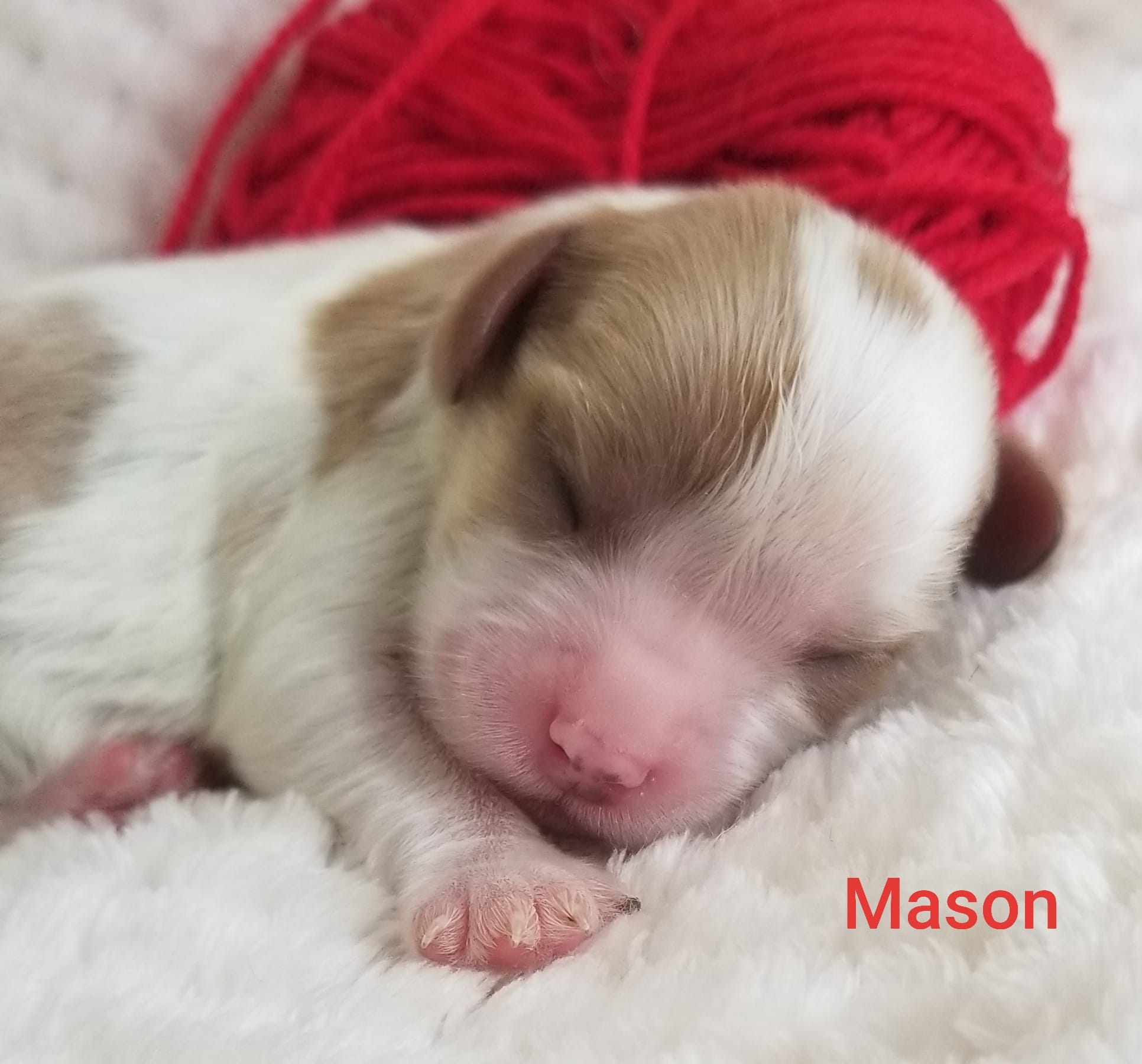 AKC MASON