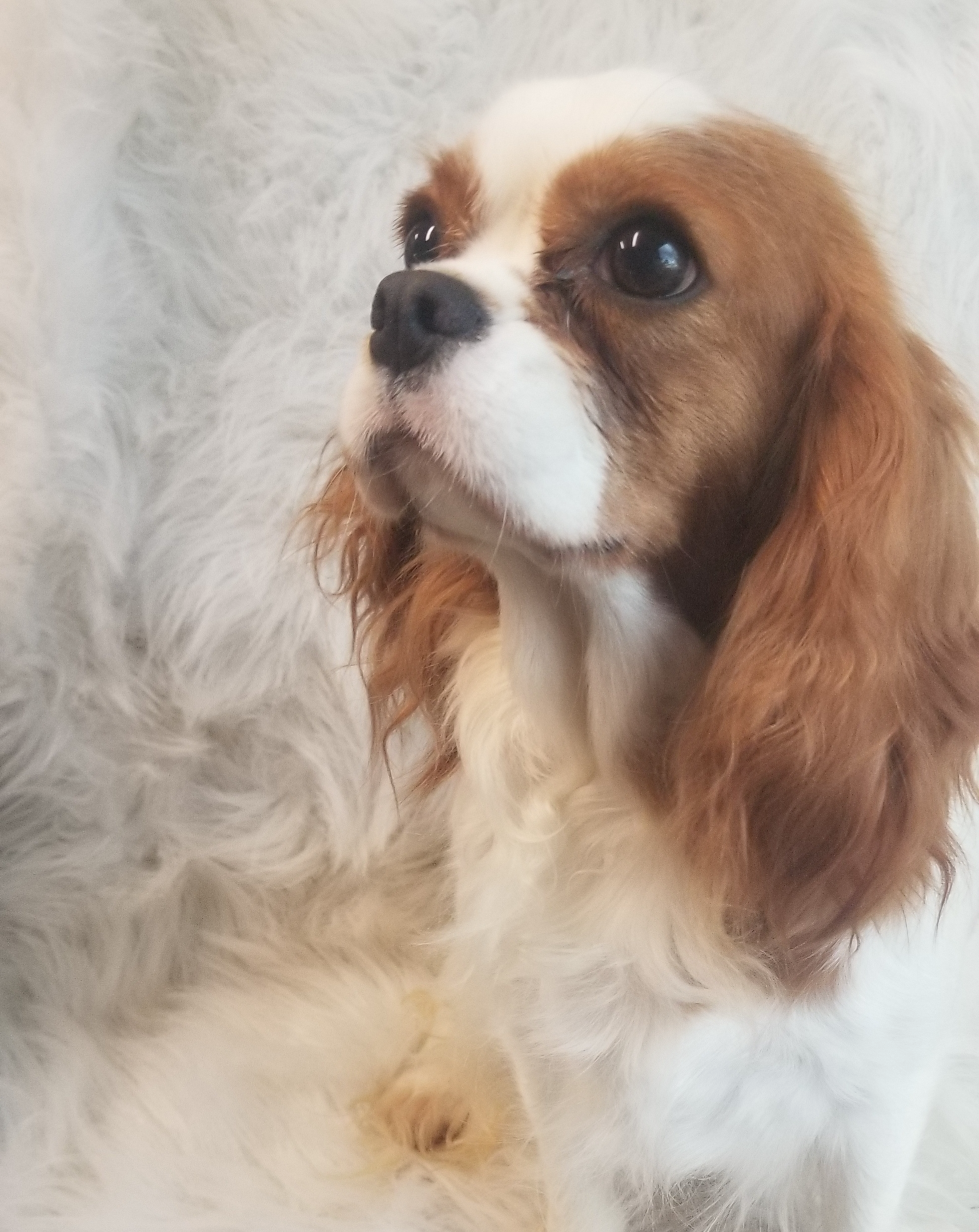 AKC MACI, a female Cavalier King Charles Spaniel for sale in Holden, MO – Photo 7 of 7