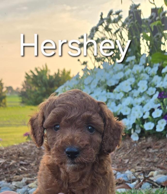 AKC Hershey