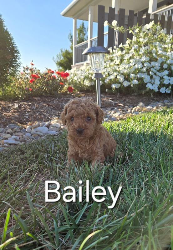 AKC Bailey