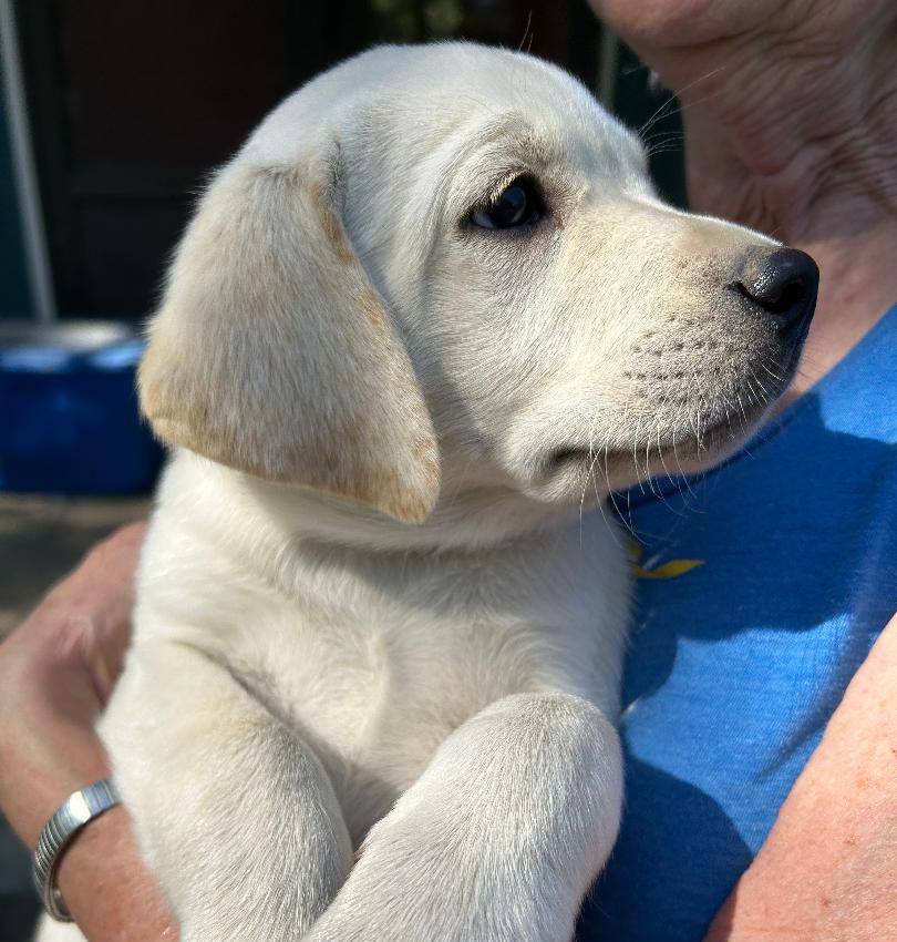 Clara-5th Gen. Family Lab, a female Labrador Retriever for sale in Earlham, IA – Photo 2 of 8