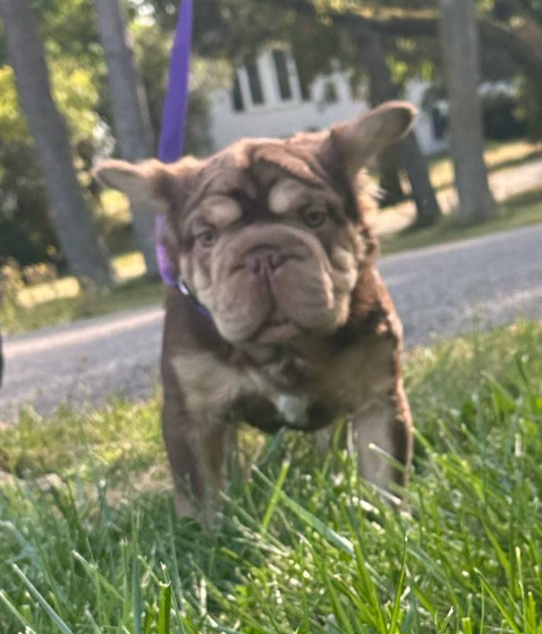 King cuddles, a male French Bulldog for sale in Rochester, NY – Photo 2 of 3