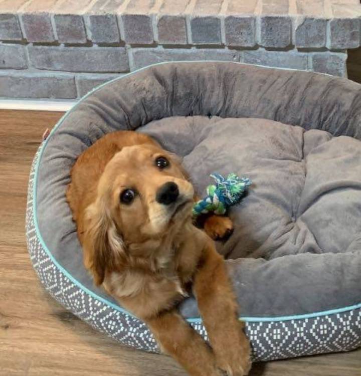 Puppy Waitlist , a  Golden Cocker Retriever and Miniature Golden Retriever for sale in Springfield, MO – Photo 7 of 8