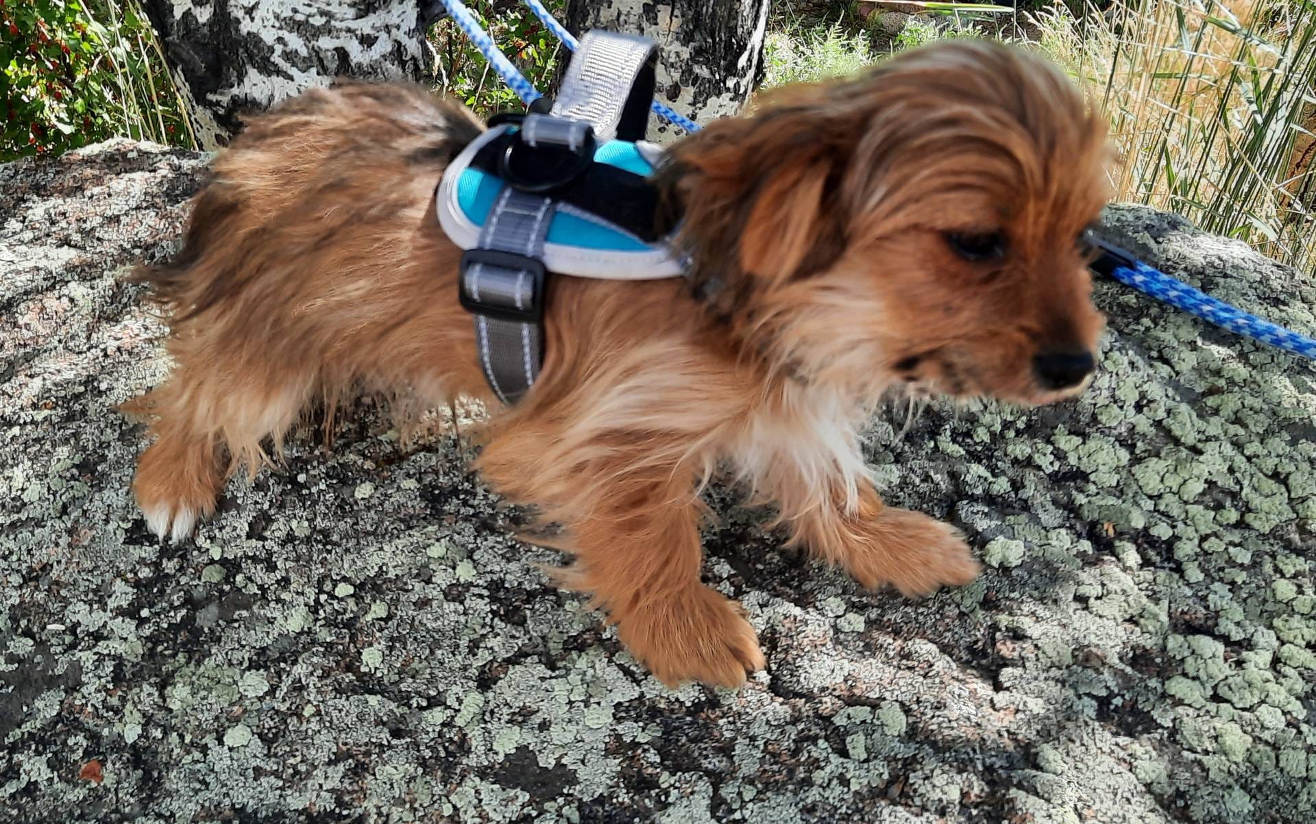 Zippy, a male Chihuahua and Yorkshire Terrier for sale in Whitehall, MT – Photo 2 of 5