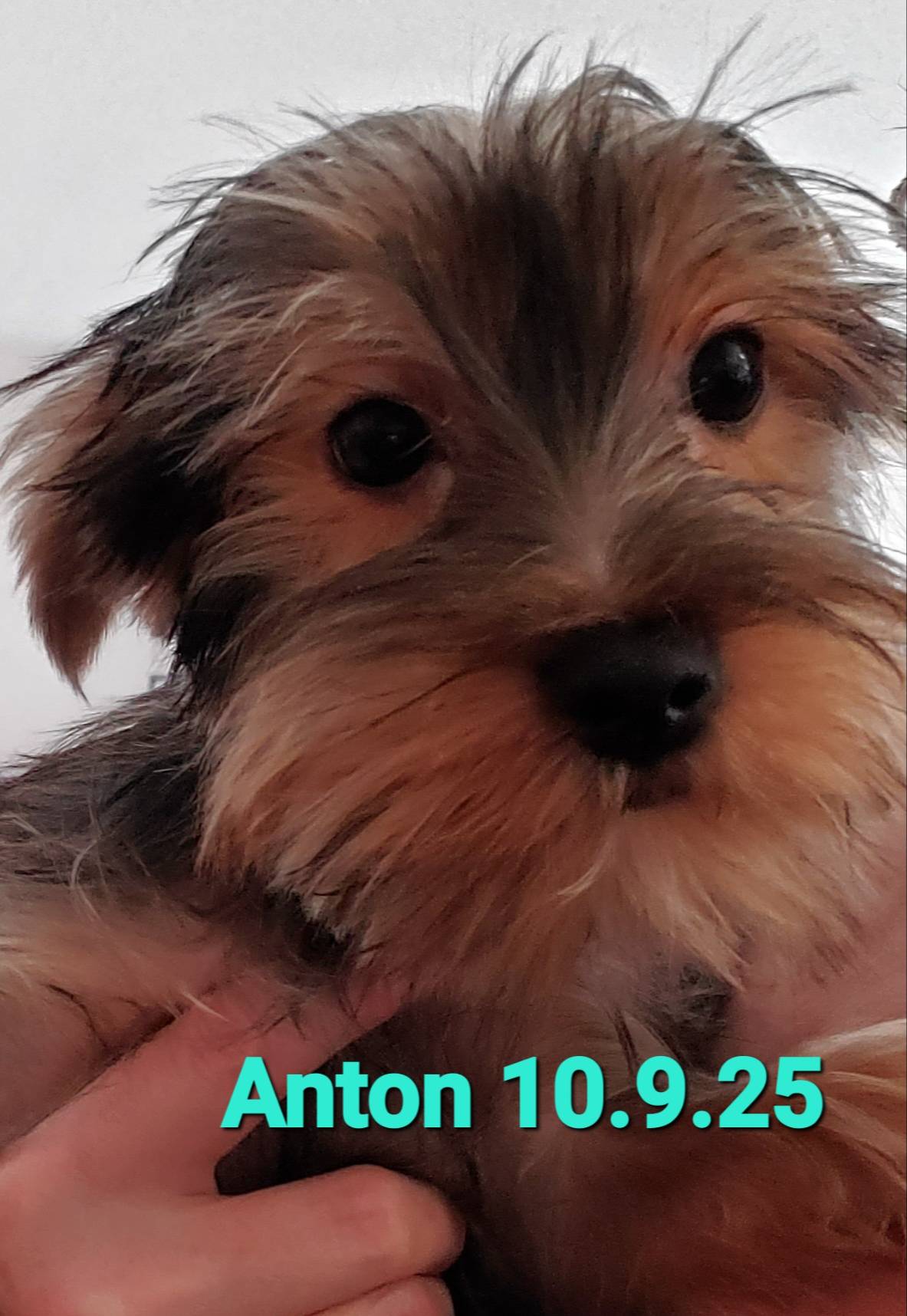 Anton Trad Yorkie, a male Yorkshire Terrier for sale in Norwalk, CT – Photo 8 of 9