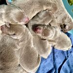 Silverbell, a female Labrador Retriever for sale in Ashburnham, MA – Photo 1 of 5