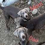 Silverbell, a female Labrador Retriever for sale in Ashburnham, MA – Photo 2 of 5