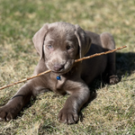 Silverbell, a female Labrador Retriever for sale in Ashburnham, MA – Photo 3 of 5