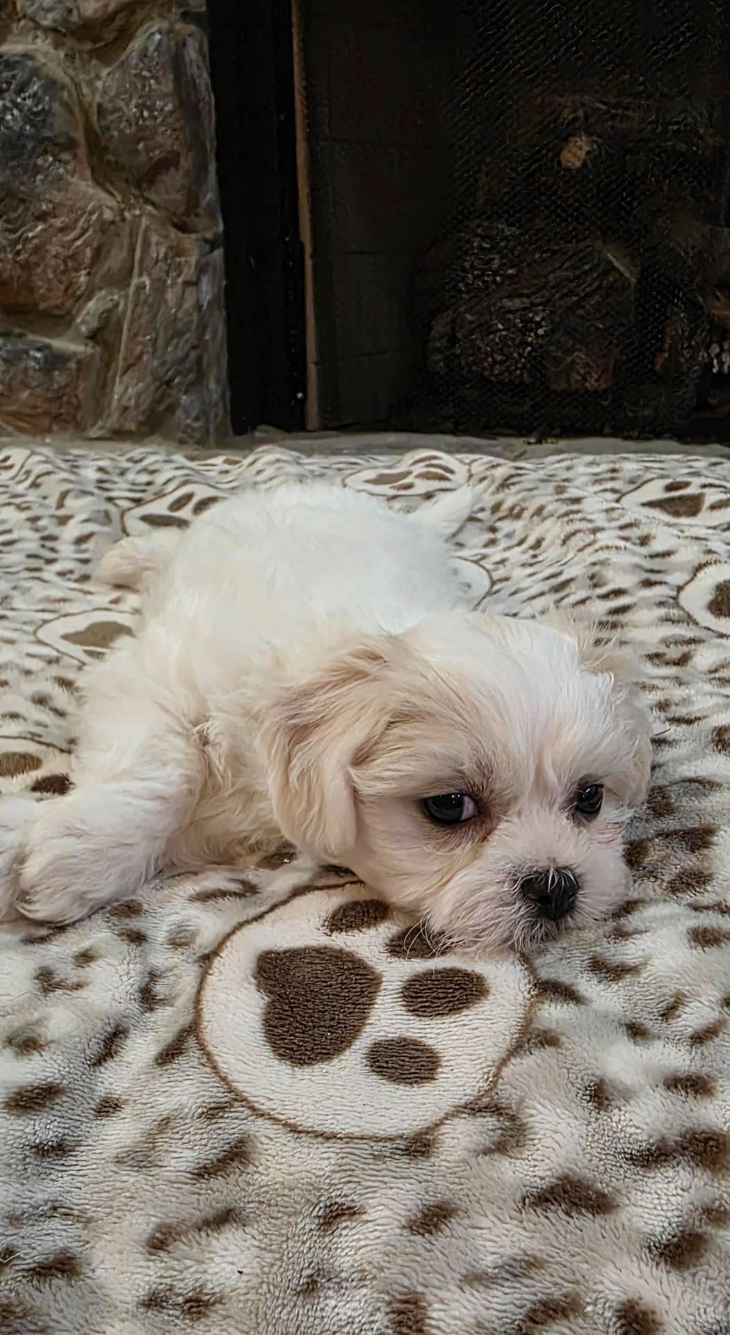 Teddy Bear- Jenny, a female Shichon for sale in Chesapeake, VA – Photo 3 of 10