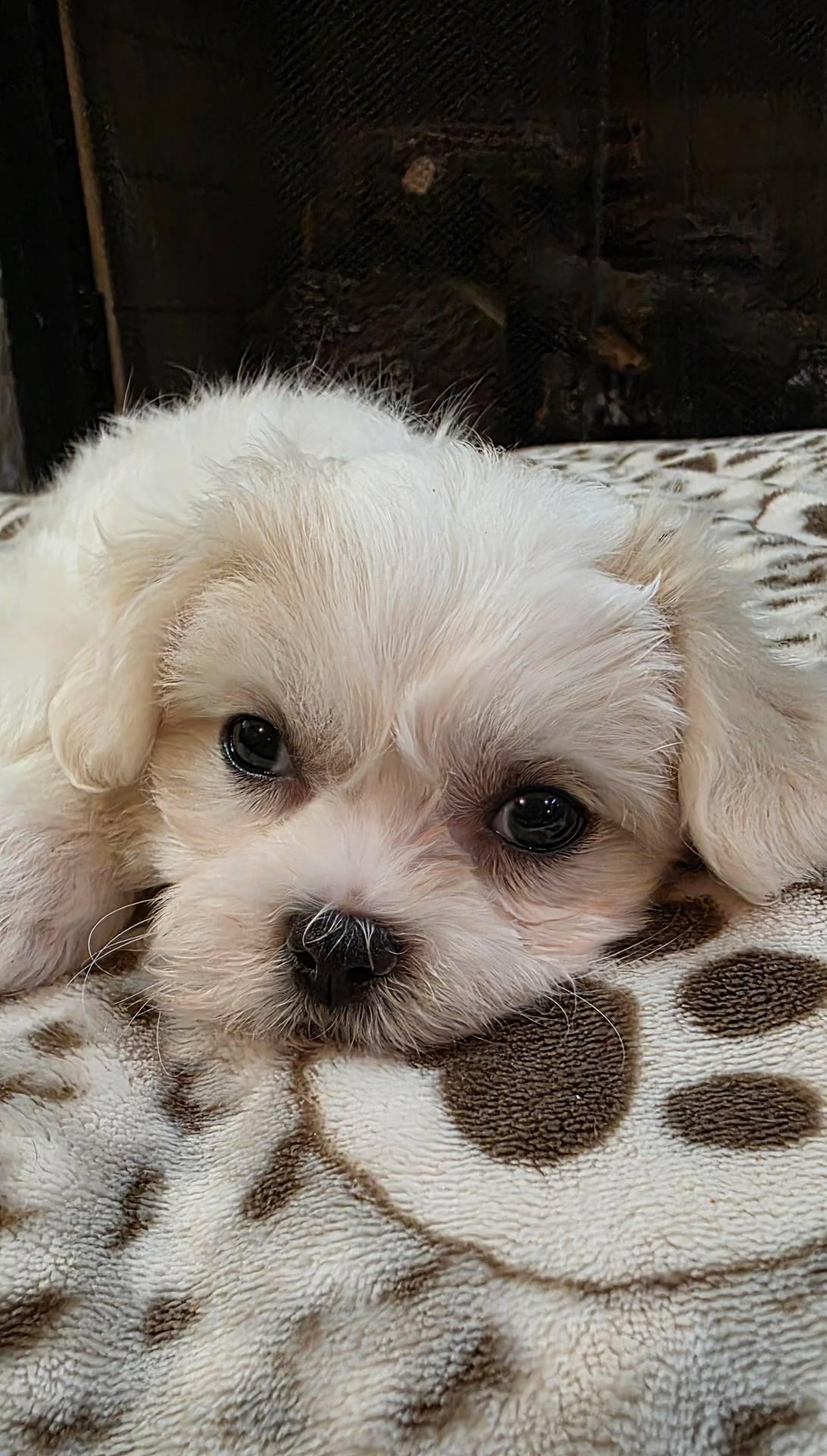 Teddy Bear- Jenny, a female Shichon for sale in Chesapeake, VA – Photo 5 of 10