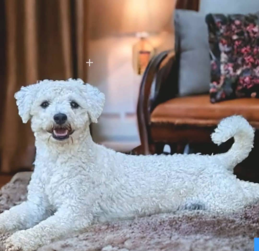 Teddy Bear- Jenny, a female Shichon for sale in Chesapeake, VA – Photo 7 of 10