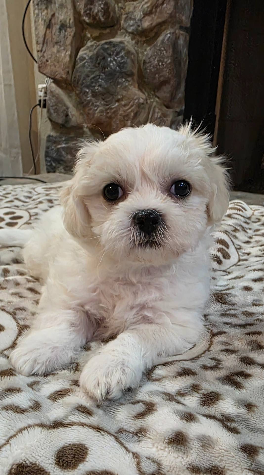 Teddy Bear- Jenny, a female Shichon for sale in Chesapeake, VA – Photo 2 of 10