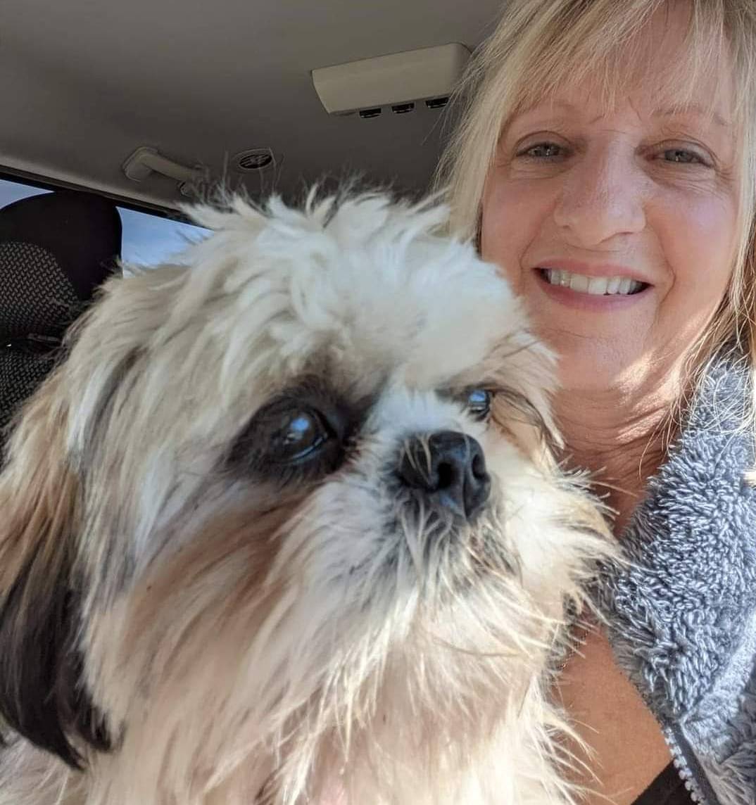 Teddy Bear- Jenny, a female Shichon for sale in Chesapeake, VA – Photo 10 of 10