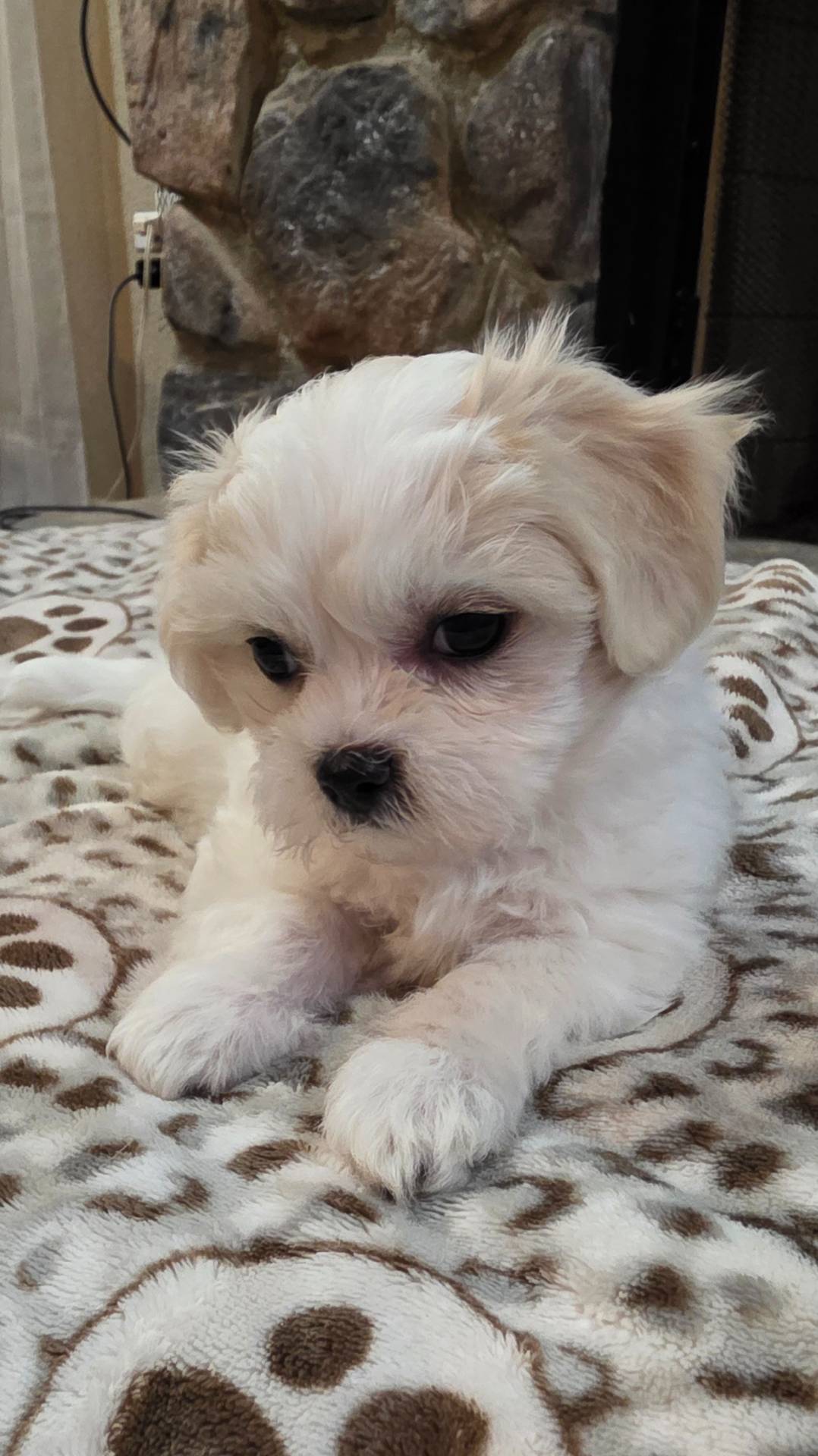 Teddy Bear- Jenny, a female Shichon for sale in Chesapeake, VA – Photo 4 of 10