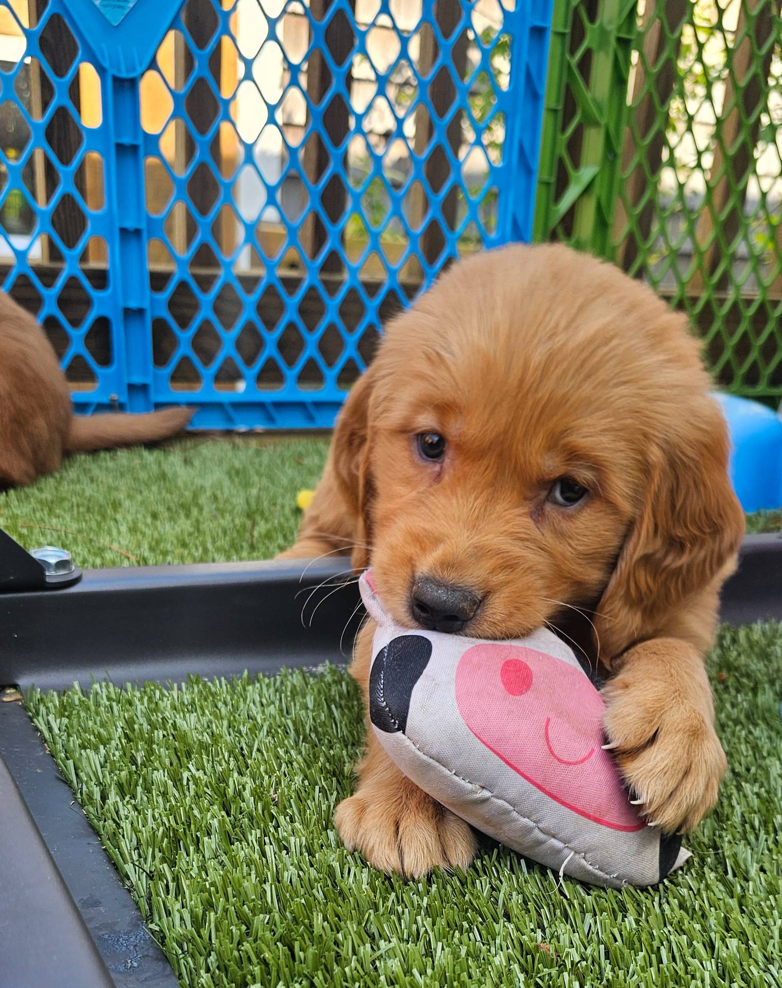 AKC Golden PEBBLES, a female Golden Retriever for sale in Chesapeake, VA – Photo 3 of 10