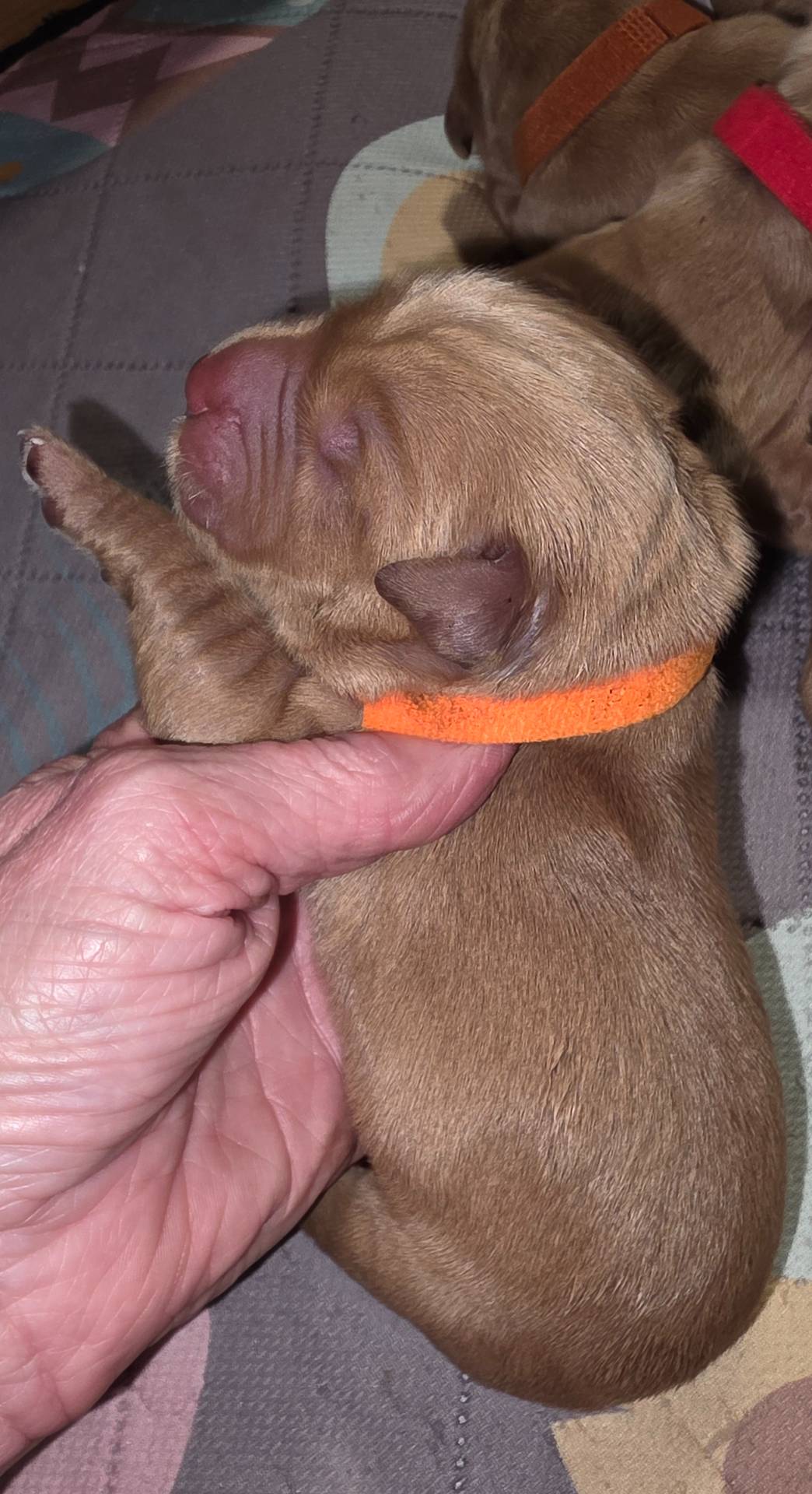 AKC Golden Becky, a female Golden Retriever for sale in Chesapeake, VA – Photo 2 of 8