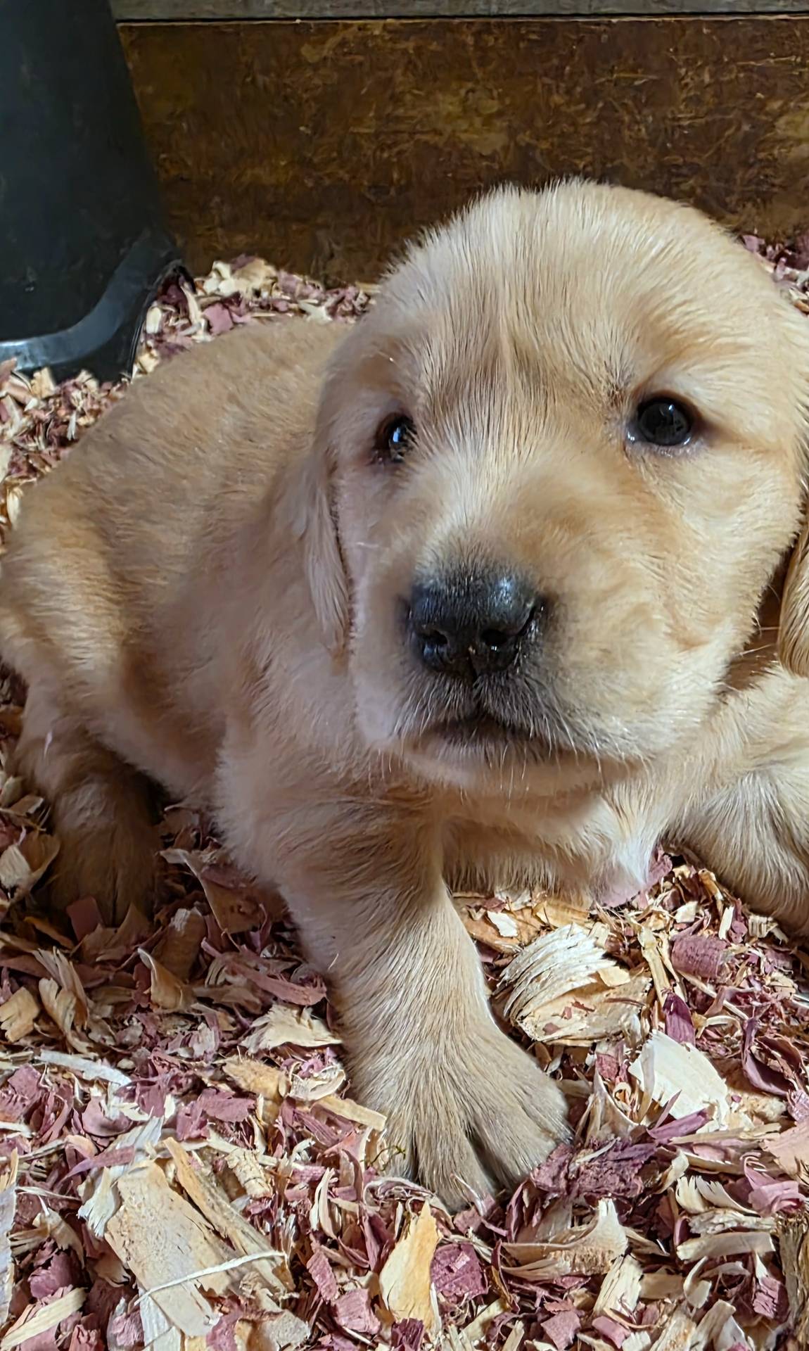 AKC Golden ULA, a female Golden Retriever for sale in Chesapeake, VA – Photo 2 of 9