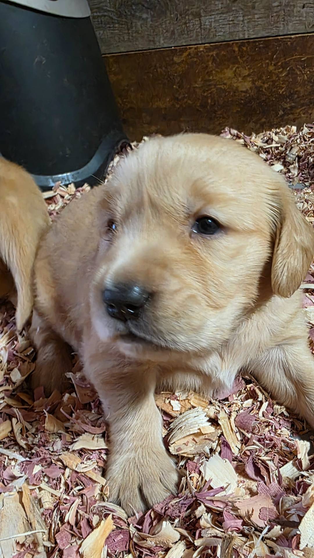 AKC Golden ULA, a female Golden Retriever for sale in Chesapeake, VA – Photo 5 of 9