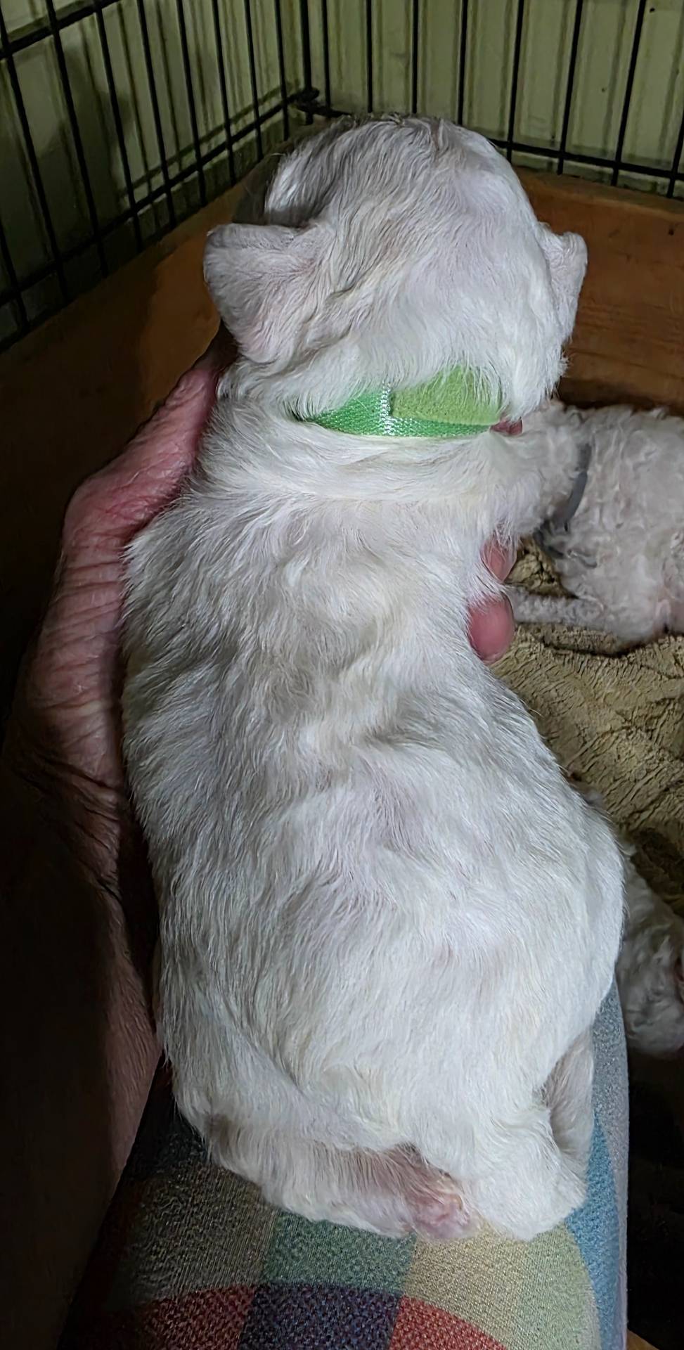 Teddy Bear Shichon  Green, a female Shichon for sale in Chesapeake, VA – Photo 2 of 7