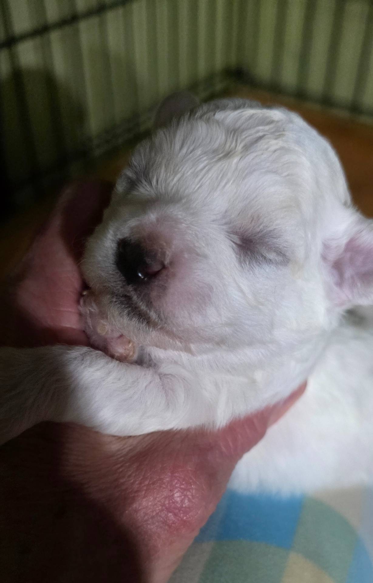 Teddy Bear Shichon  Green, a female Shichon for sale in Chesapeake, VA – Photo 7 of 7
