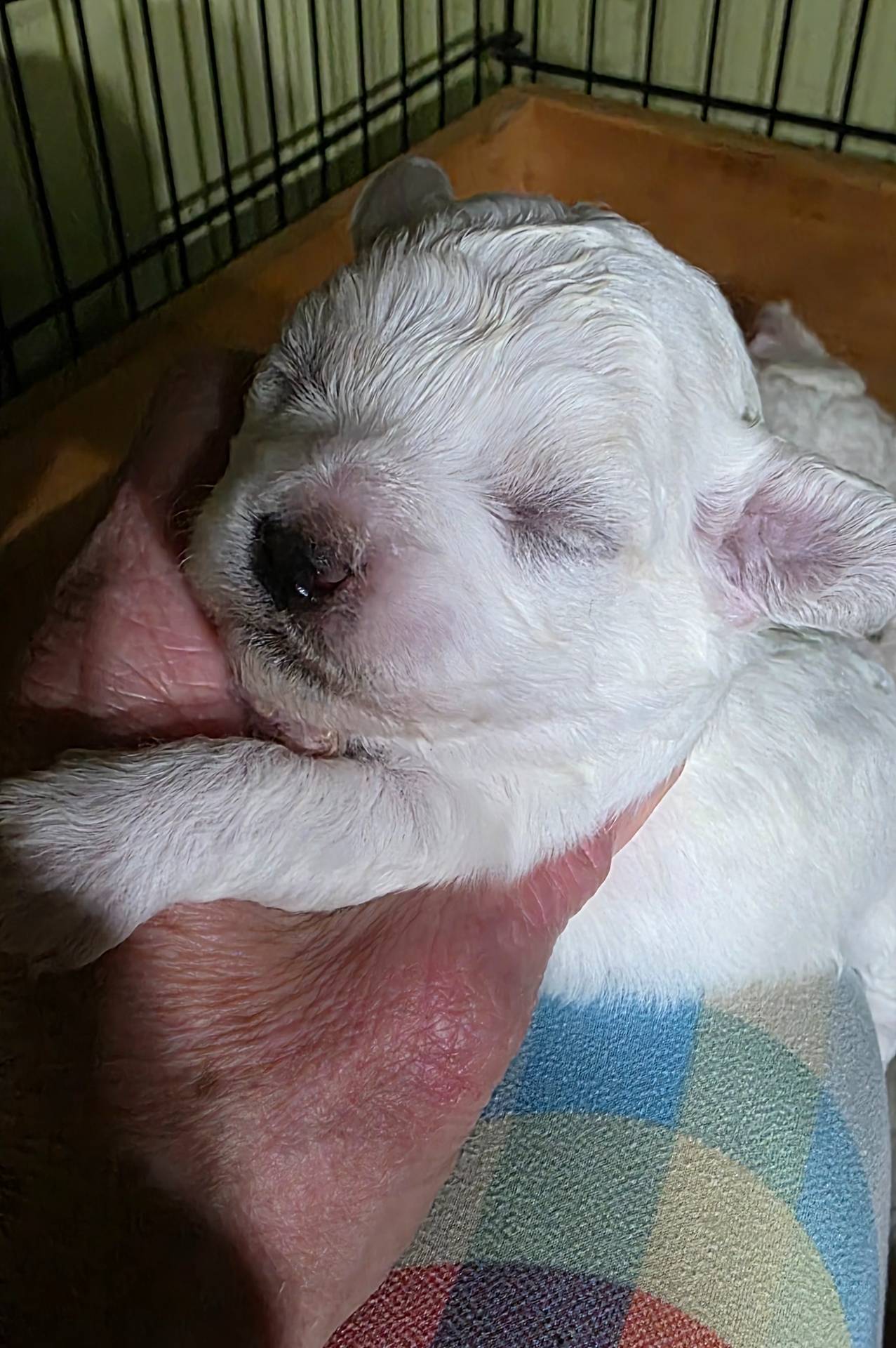 Teddy Bear Shichon  Green